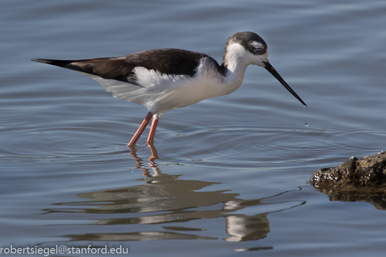 shoreline park